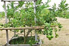 Image result for Key Lime Tree Thorns