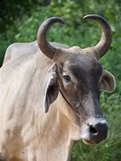 Image result for horn shape