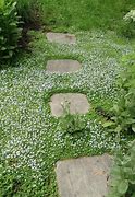 Image result for Blue Star Creeper Ground Cover in Pot