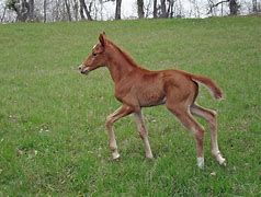 Image result for Baby Horse Running