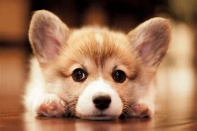 Image result for Corgi with Buzz Cut