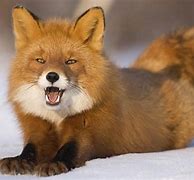 Image result for Arctic Fox HD