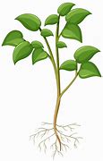 Image result for Cartoon Plant with Roots