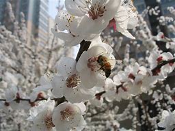 Image result for Beginning Beekeeping