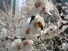 Image result for Beekeeping for Beginners