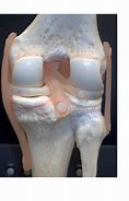 Image result for Posterior Knee Joint