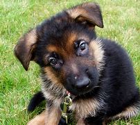 Image result for German Shepherd Mixed Breeds