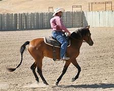 Image result for Morgan Horse Coats