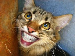 Image result for Black Cat Teeth Meme