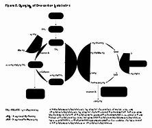 Image result for Nature's Way Folate