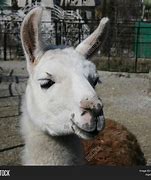 Image result for lama animal habitat