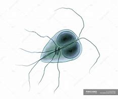 Image result for Protozoan Giardia Lamblia