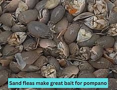 Image result for Pompano Fishing Rig