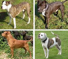 Image result for A Pit Bull