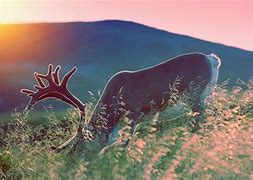 Image result for reindeer and caribou migration