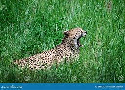 Image result for Leopard Roar