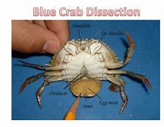 Image result for Blue Crab Anatomy Diagram