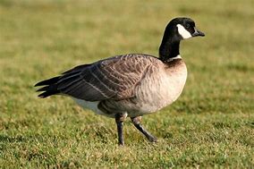 Image result for Aleutian Canada Goose