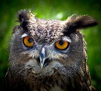 Image result for Sad Wet Owl