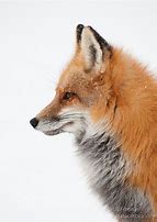 Image result for Fox Head Profile