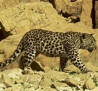 Image result for Sinai Leopard