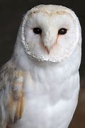 Image result for White Owl Animal