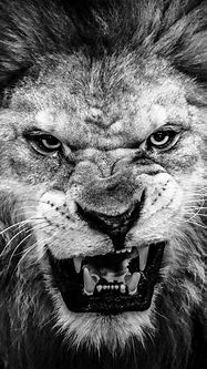 Image result for Black Lion Wallpaper iPhone