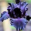 Image result for Bearded Iris by Name