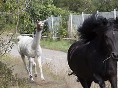 Image result for Lama with Sideburns