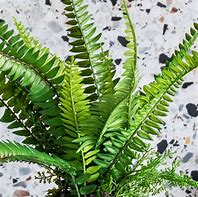 Image result for Artificial Boston Fern