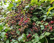 Image result for Growing Blackberries in Wisconsin