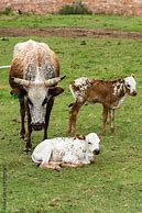 Image result for Stock Images Nguni Cattle