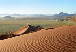 Image result for Hot Desert Plants South Africa