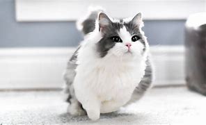 Image result for Gato Munchkin