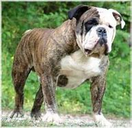 Image result for Old Victorian Bulldog