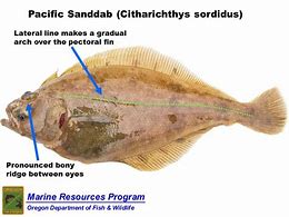 Image result for Flatfish Eye Anatomy