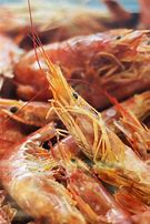 Image result for Shrimp Close Up