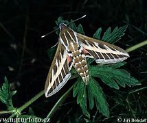 Image result for Sphingine Moth