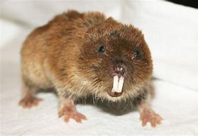 Image result for Mole Vole