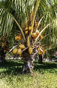 Image result for Coconut Leaf Kites