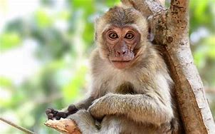 Image result for Monkey Anatomy Diagram