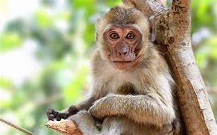 Image result for Monkey Anatomy Diagram