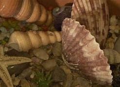 Image result for Life Is Good Seashell