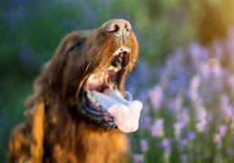 Image result for Foaming in Mouth Rabies Human