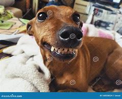 Image result for Human Smiling with Dog