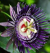 Image result for 10 Most Beautiful Flowers