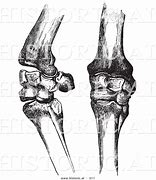 Image result for Knee Bones and Joints