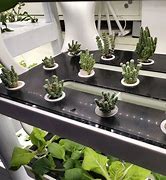 Image result for Black Bean Hydroponics