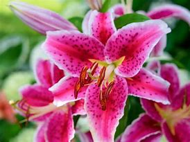 Image result for Stargazer Lily