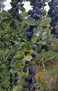 Image result for Damson Red